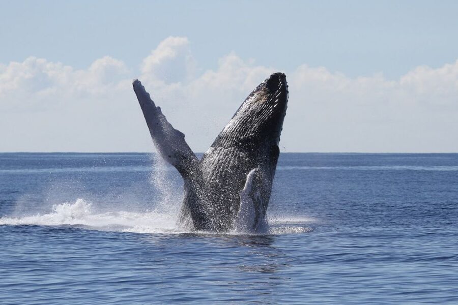 Oahu: Seasonal Whale Watch Cruise - Key highlights you’ll care about
