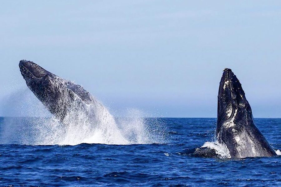 Oahu: Seasonal Whale Watch Cruise - Why humpbacks off Oahu feel different
