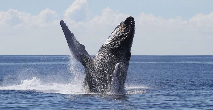 Oahu: Seasonal Whale Watch Cruise - Deck strategy: pick your comfort, then keep your eyes up