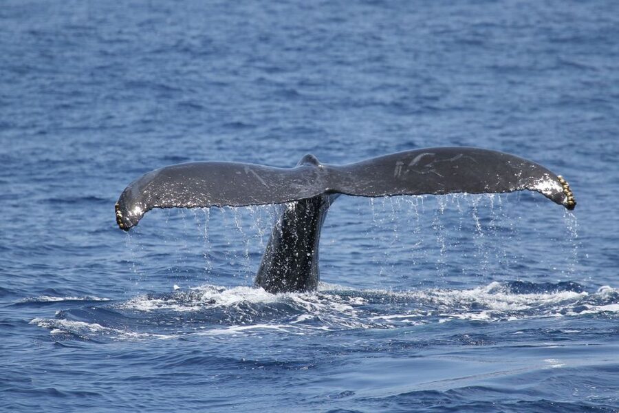 Oahu: Seasonal Whale Watch Cruise - Getting to Pier 6 and boarding at Majestic by Atlantis Cruises