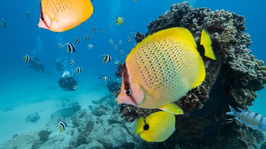 Oahu: Shallow Reef Scuba Dive for Certified Divers - Ala Moana start and getting sorted fast