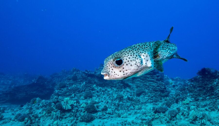 Oahu: Shallow Reef Scuba Dive for Certified Divers - Reef stop one: Kaisers and the value of shallow, guided time