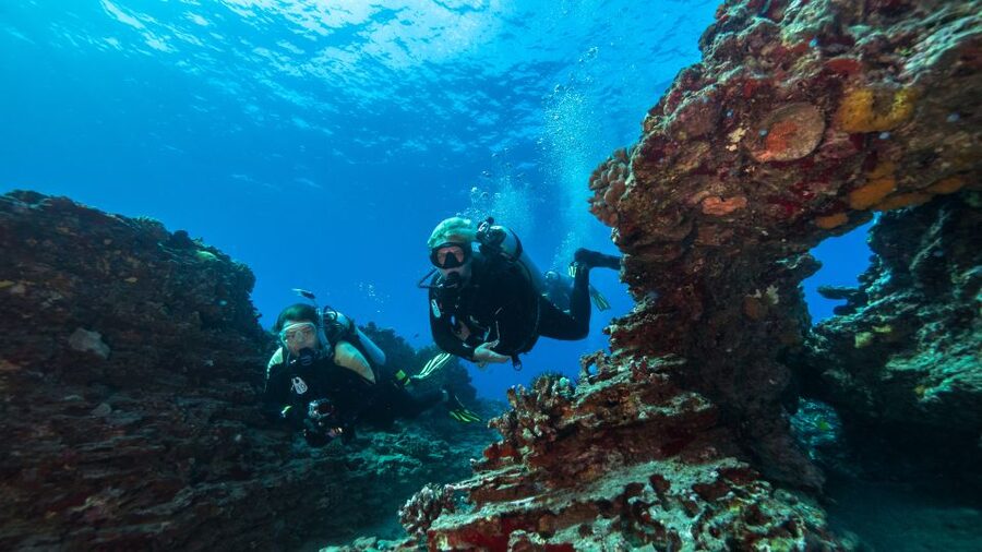 Oahu: Shallow Reef Scuba Dive for Certified Divers - Wildlife spotting and the human factor on board