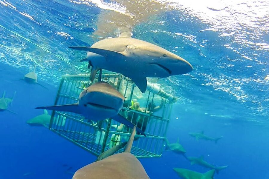 Oahu: Shark Cage Dive on the North Shore - Price and value: is $99 a fair deal?