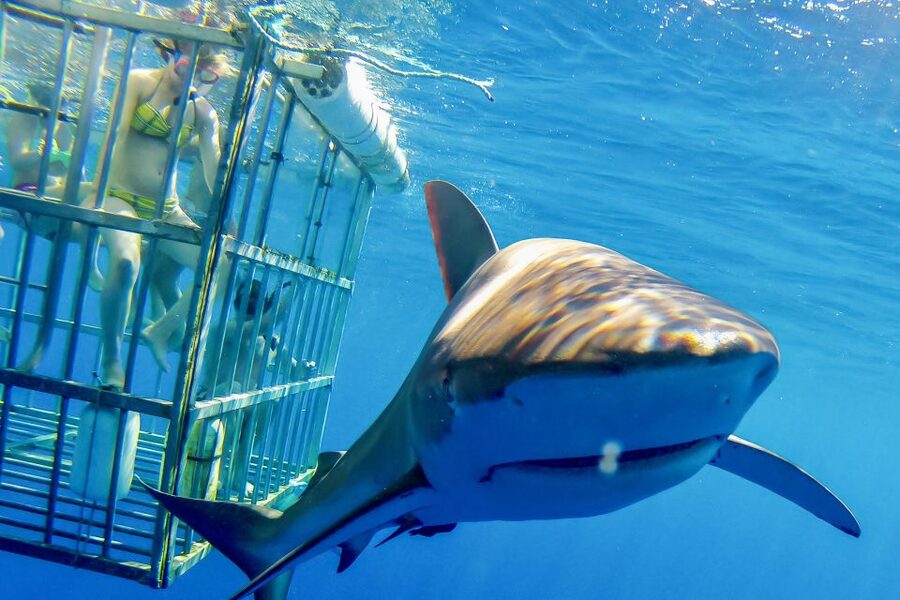 Oahu: Shark Cage Dive on the North Shore - Oahu’s North Shore shark cage encounter: what makes it worth your time