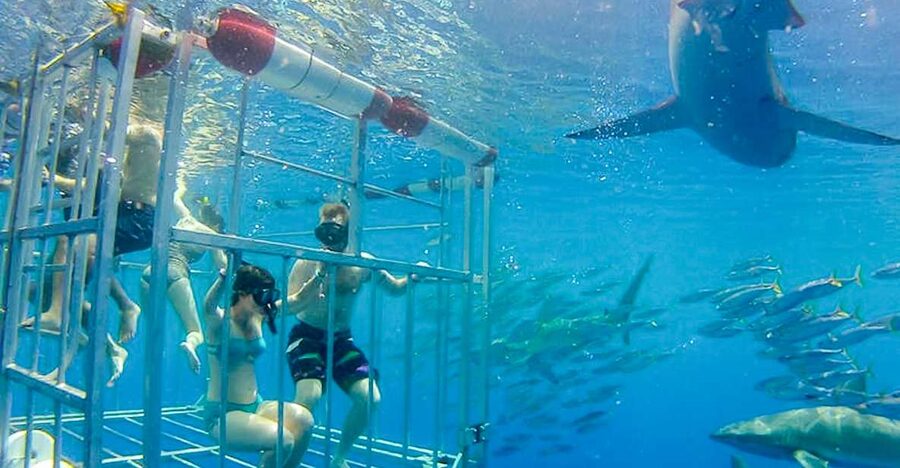 Oahu: Shark Cage Dive on the North Shore - The 90-minute boat ride out: what you’re really doing on the way