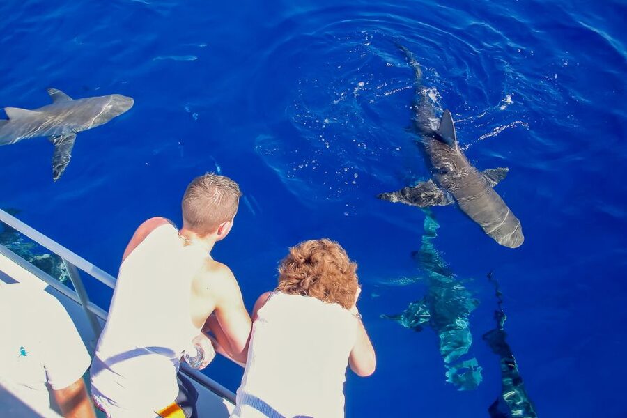 Oahu: Shark Cage Dive on the North Shore - In the cage for about 20 minutes: what “close” actually means