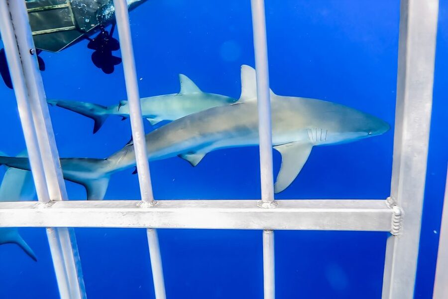 Oahu: Shark Cage Dive on the North Shore - What you might see: Galapagos sharks, turtles, dolphins, and humpback whales