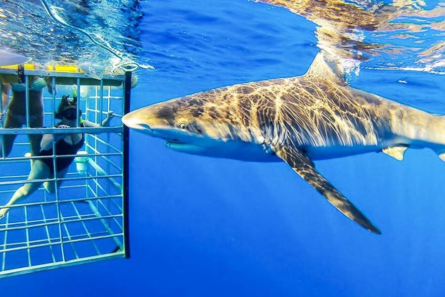 Oahu: Shark Cage Dive on the North Shore - Cameras and video: how to capture it without dropping anything