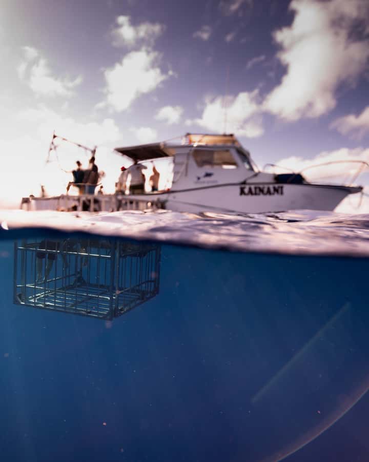 Oahu: Shark Cage Diving Experience - What Makes Oahu’s Shark Cage Experience Worth Your Time