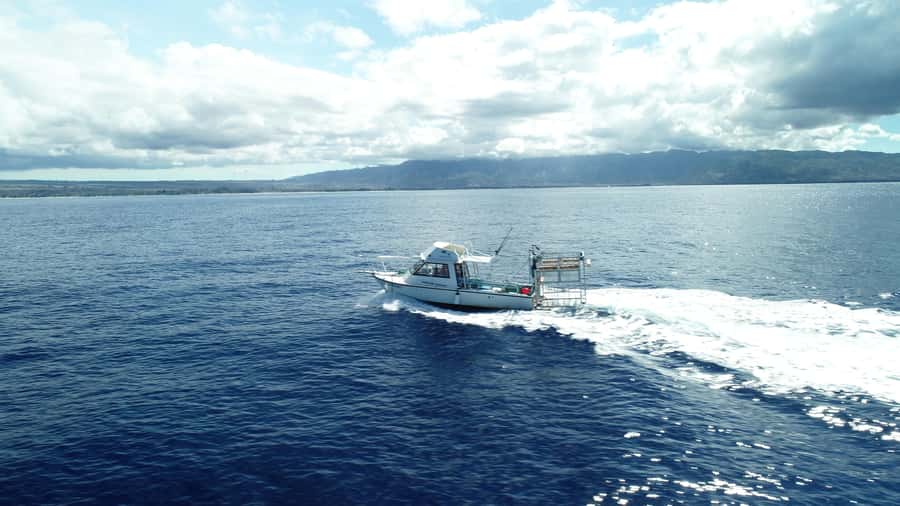 Oahu: Shark Cage Diving Experience - Key Points You’ll Appreciate Before You Go