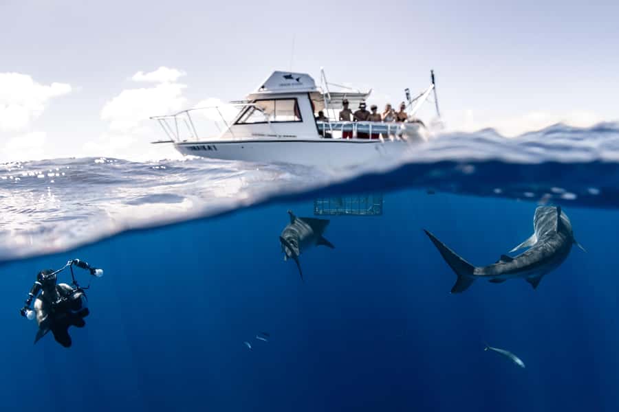 Oahu: Shark Cage Diving Experience - Life Inside the Cage: What the Sharks Are Like Up Close