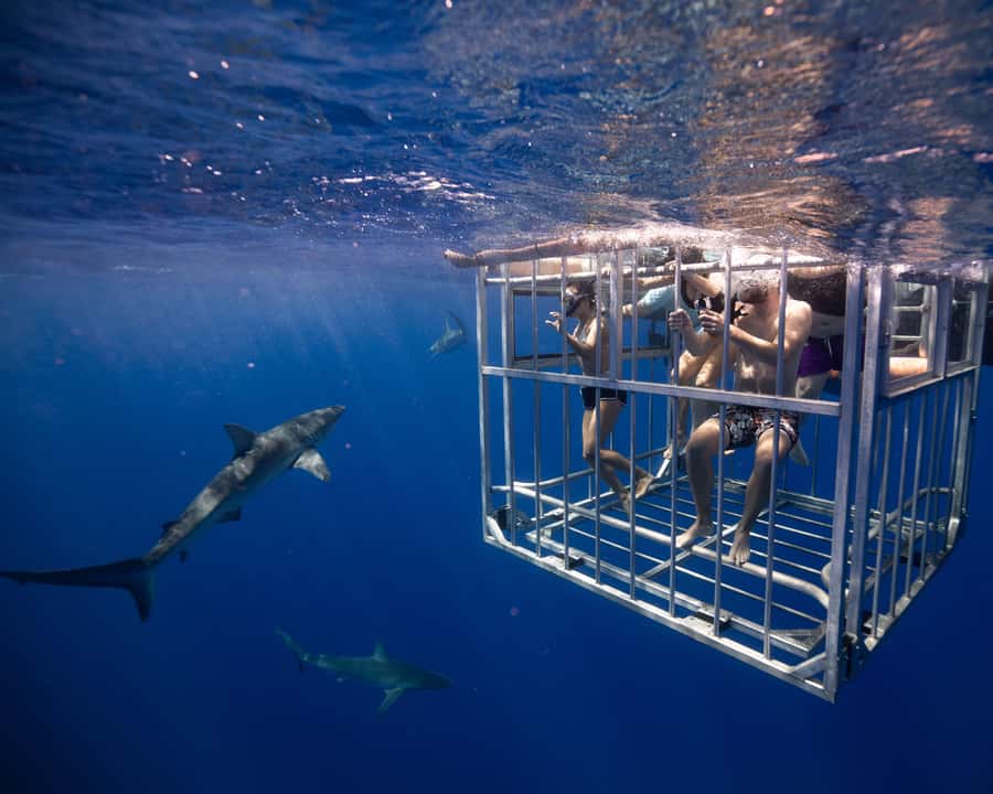 Oahu: Shark Cage Diving Experience - Conservation and Research: Why This Program Feels Different