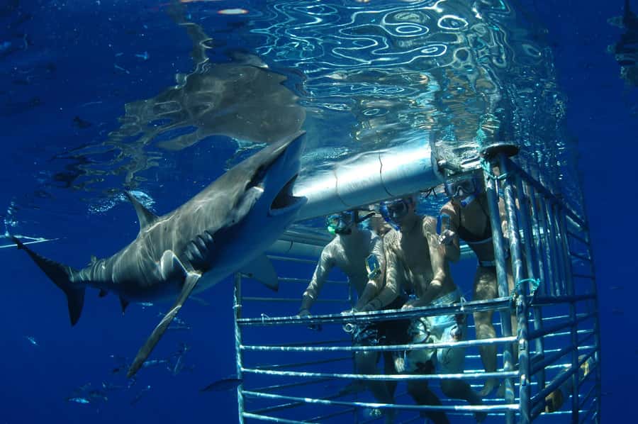 Oahu: Shark Cage Diving Experience - Practical Tips: What to Bring (and What to Avoid)