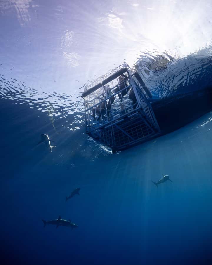 Oahu: Shark Cage Diving Experience - North Shore Boat Ride: The Part That Sets the Tone