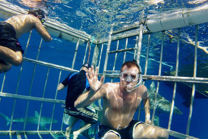 Oahu Shark Dive - Oahu’s North Shore shark cage encounter: what you’re really buying