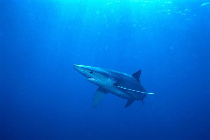 Oahu Shark Dive - Safety briefing and life in the underwater cage