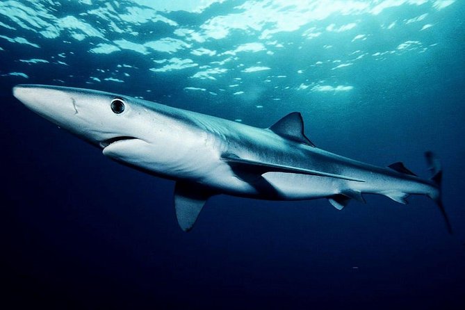Oahu Shark Dive - Boat viewing: you still get the show