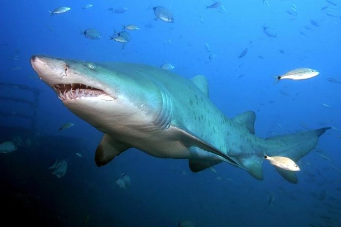 Oahu Shark Dive - Snorkeling gear is included: pairing the day is smart