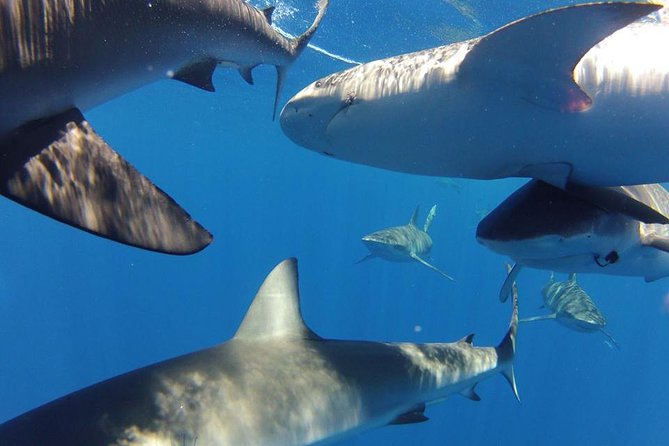 Oahu Shark Dive - Price and value: what $99.48 buys you on Oahu