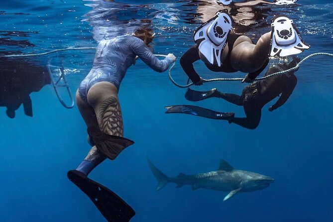 Oahu Shark Dive Educational Tour (No cage) - Key things to know before your shark swim