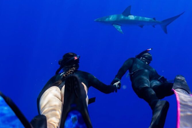 Oahu Shark Dive Educational Tour (No cage) - The offshore plan: three miles out and a trained handler in control