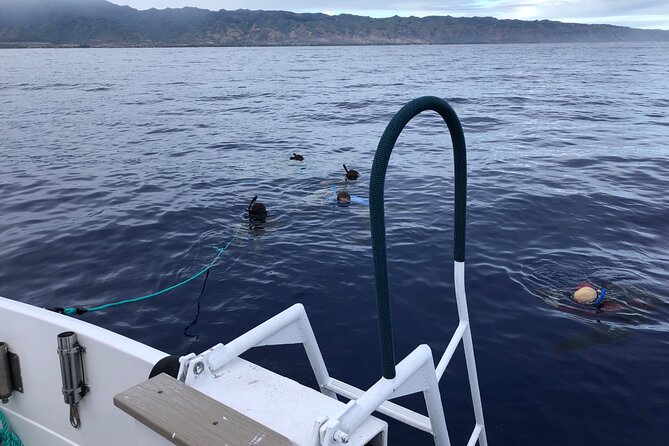 Oahu Shark Dive Educational Tour (No cage) - Safety and comfort: why this crew builds calm fast