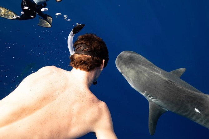 Oahu Shark Dive Educational Tour (No cage) - The onboard photographer option (and how to make it worth it)