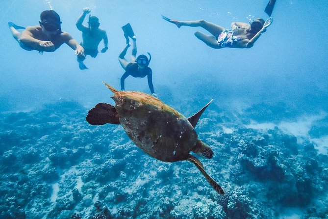 Oahu Small Group Snorkel Tour with Yacht Cruise - Wildlife sightings: how to make the most of dolphin and whale time