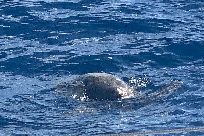 Oahu Small Group Snorkel Tour with Yacht Cruise - Lunch on board: what you eat after snorkeling