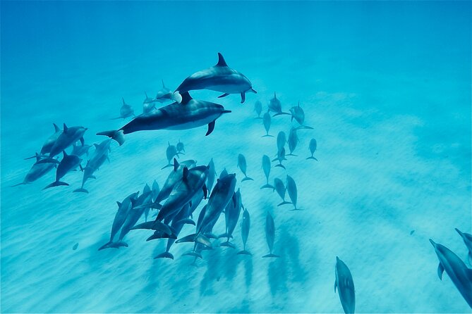 Oahu: Swim with Dolphins on the West Coast - Key Things That Make This Oahu Dolphin Swim Worth Your Time