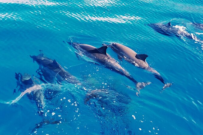 Oahu: Swim with Dolphins on the West Coast - Waianae Morning Views: The West Side Run You Can Actually Enjoy