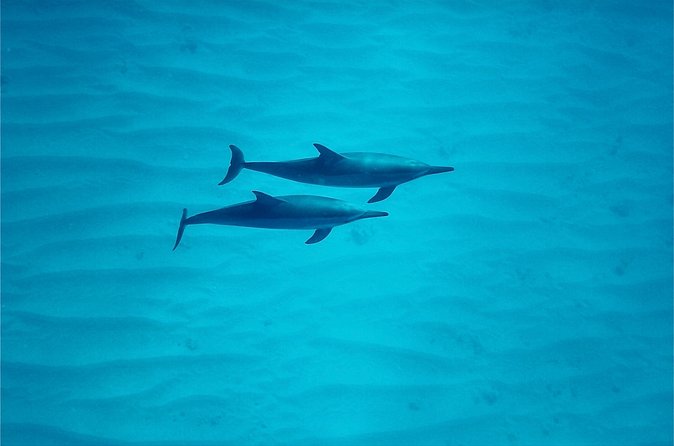 Oahu: Swim with Dolphins on the West Coast - Swimming in Open Water: How the Crew Helps You Make Sense of It