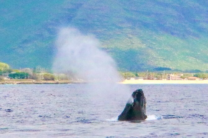 Oahu: Swim with Dolphins on the West Coast - Snorkel Time: Turtles, Octopus, and Reef Fish