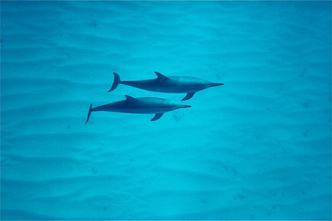 Oahu: Swim with Dolphins on the West Coast - Lunch Onboard: A Mini Hawaiian Meal That Keeps the Day Moving