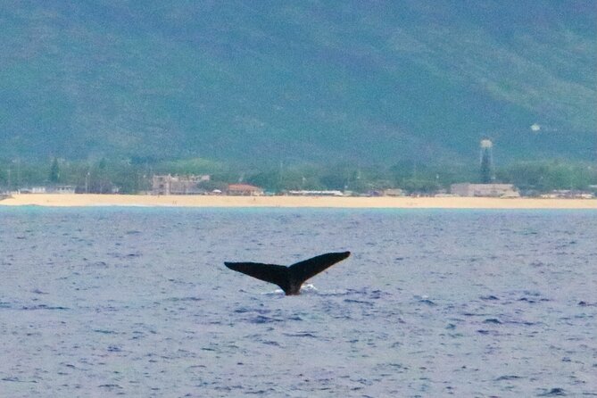 Oahu: Swim with Dolphins on the West Coast - Bringing Your Own Stuff: What’s Included and What Isn’t