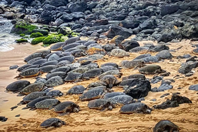 Oahu to Maui 1 Day Trip : Road to Hana Day Trip from Oahu with Air Ticket - Wai‘anapanapa State Park: Black Sand Beach and Freshwater Caves