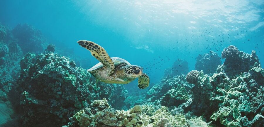 Oahu: Turtle Canyon Snorkeling Boat Tour - Getting to Pier B and starting your Oahu turtle canyon snorkel