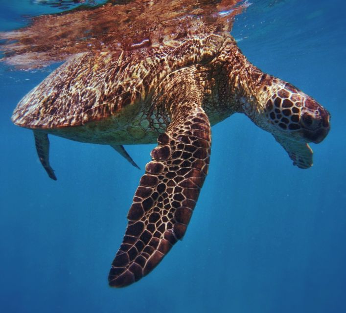 Oahu: Turtle Canyon Snorkeling Boat Tour - Snorkel gear setup: what you get and why it matters