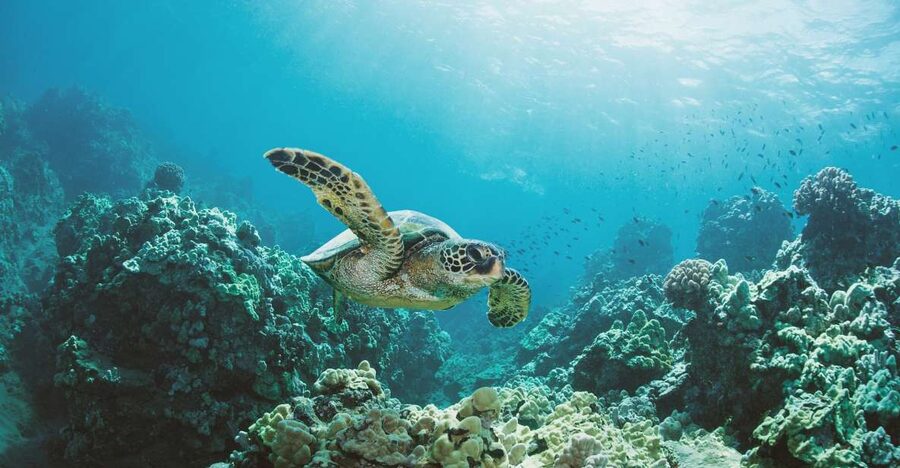 Oahu: Turtle Canyon Snorkeling Boat Tour - What the tour does on land: snacks, fruit, and the return unwind