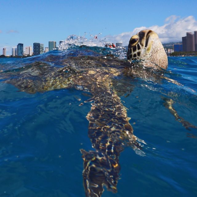 Oahu: Turtle Canyon Snorkeling Boat Tour - Who this tour fits best (and who might struggle)