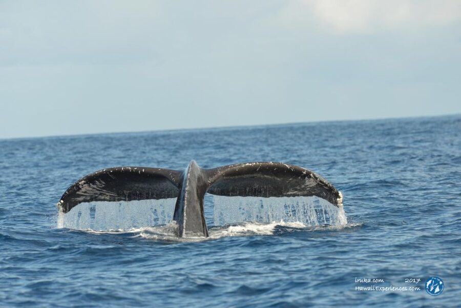 Oahu: Waikiki BYOB Sunset Cruise - BYOB rules: how to pack food and drinks the easy way