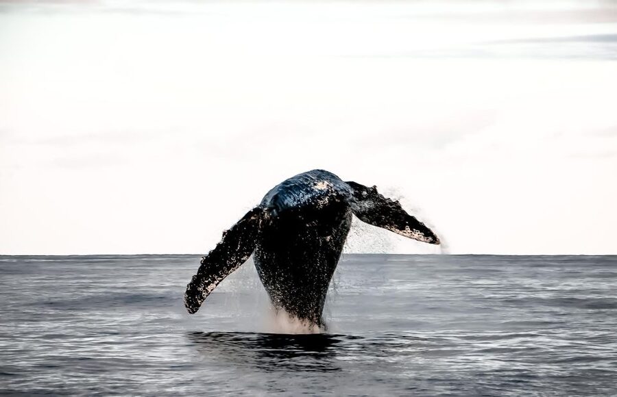 Oahu: Waikiki BYOB Sunset Cruise - Price and value: why $70 makes sense for a 2-hour sunset