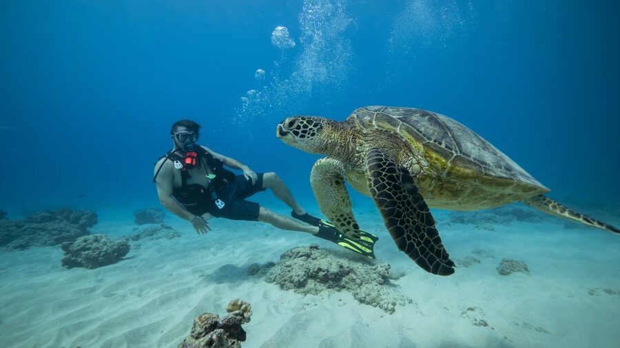Oahu: Waikiki Discovery Scuba Diving for Beginners - Where you’ll start: Front Row Harbor (Slip F8) and the 30-minute buffer