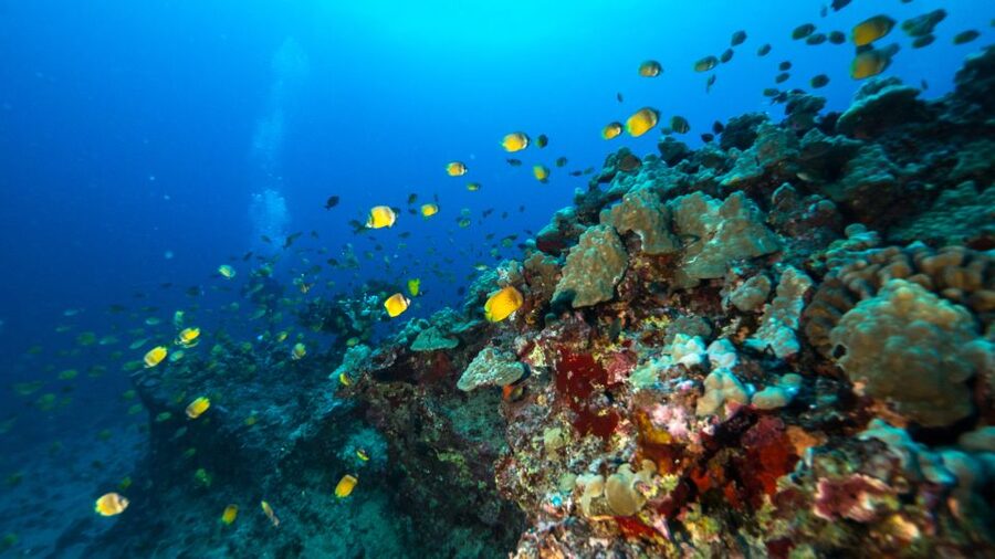 Oahu: Waikiki Discovery Scuba Diving for Beginners - The first underwater step: skills practice in calm, beginner-friendly conditions