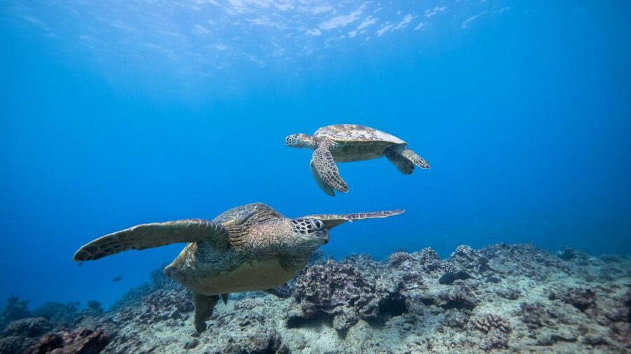 Oahu: Waikiki Discovery Scuba Diving for Beginners - Pricing and value: why $270 can make sense for Oahu