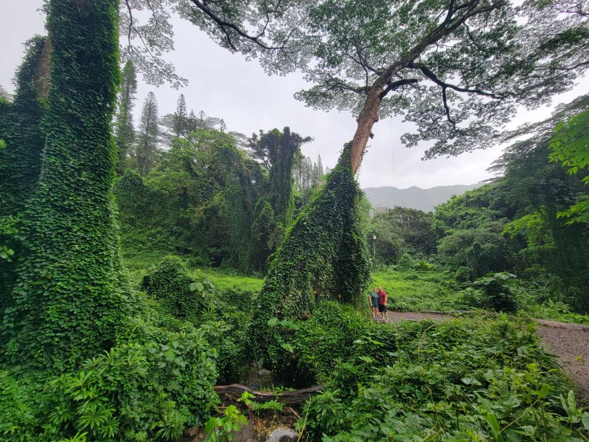 Oahu: Waikiki E-Bike Ride and Manoa Falls Hike - The ride experience that people rave about (and why it matters)