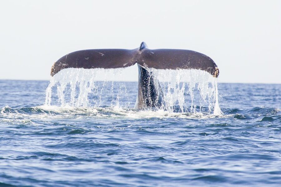 Oahu: Waikiki Eco-Friendly Afternoon Whale Watching Trip - Key Highlights You’ll Actually Care About