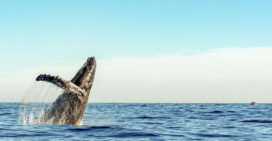 Oahu: Waikiki Eco-Friendly Afternoon Whale Watching Trip - What the Crew Does While You Watch: How Whale-Spotting Gets Easier