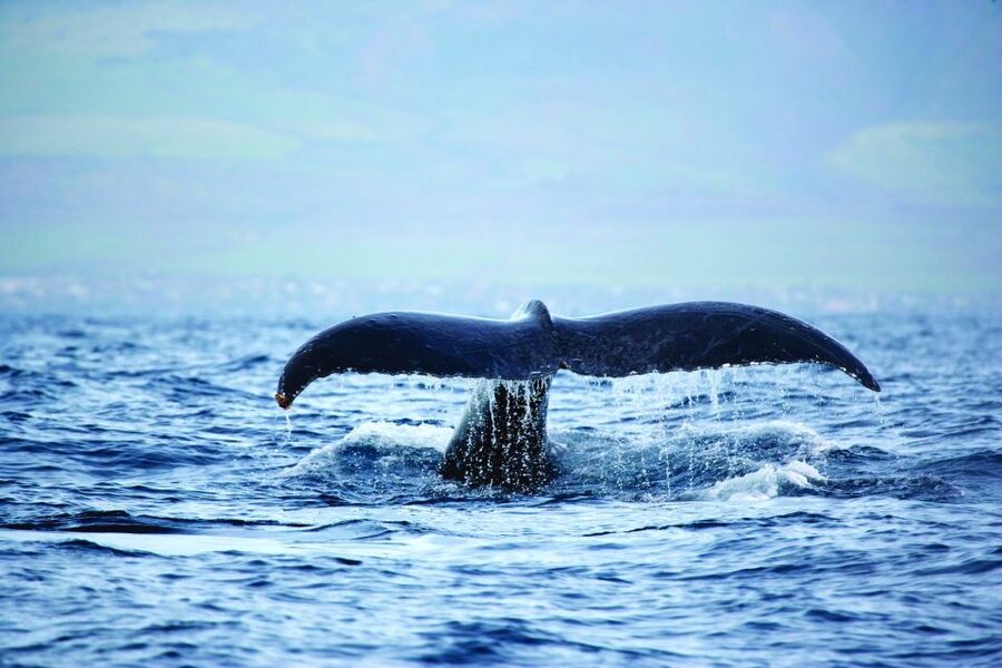 Oahu: Waikiki Eco-Friendly Afternoon Whale Watching Trip - Should You Book This Waikiki Whale Watching Sail?